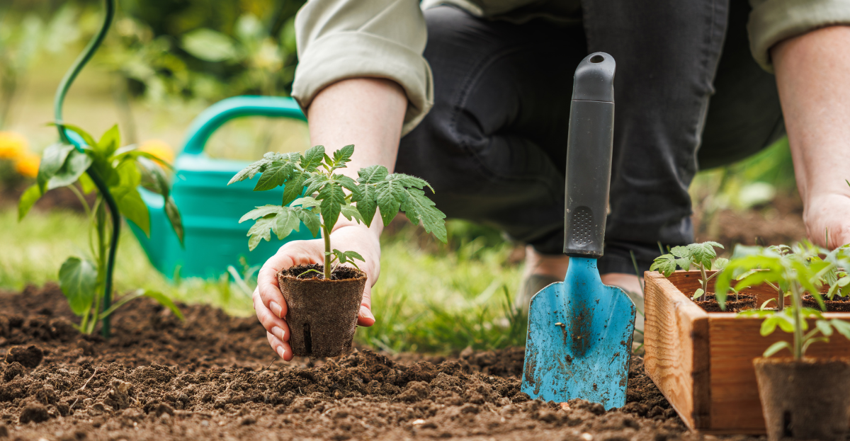 planting tomatoes